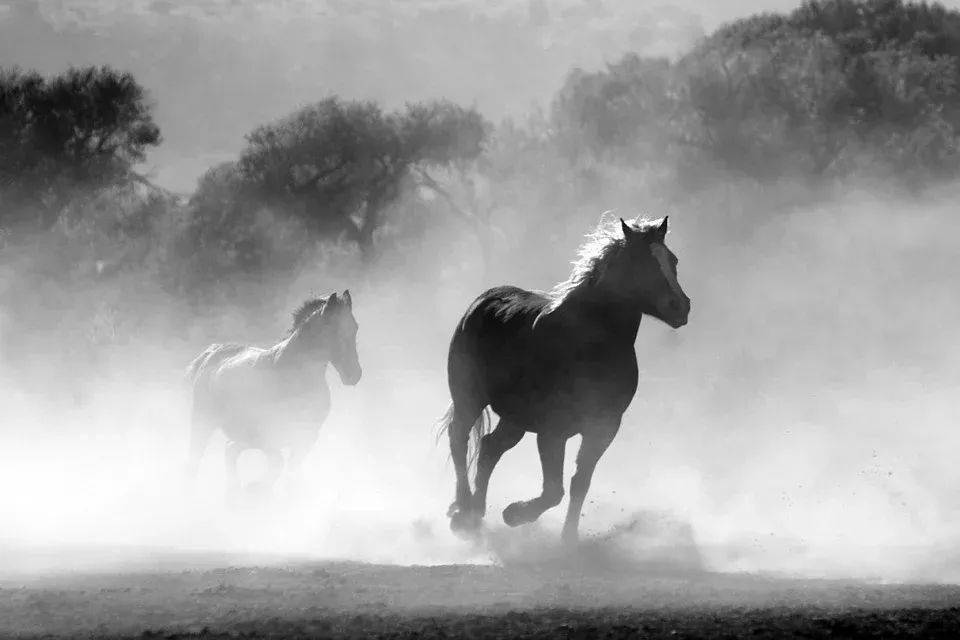 關(guān)于免費獲取馬匹資料網(wǎng)站與溢價的深度解析