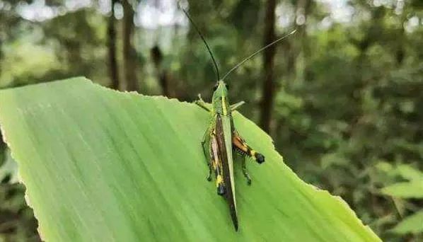 最新竹蝗，生態(tài)習性、經(jīng)濟價值及防治策略